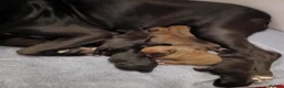 Boxer dogs for sale: Stunning Boxer puppies - Advert 5