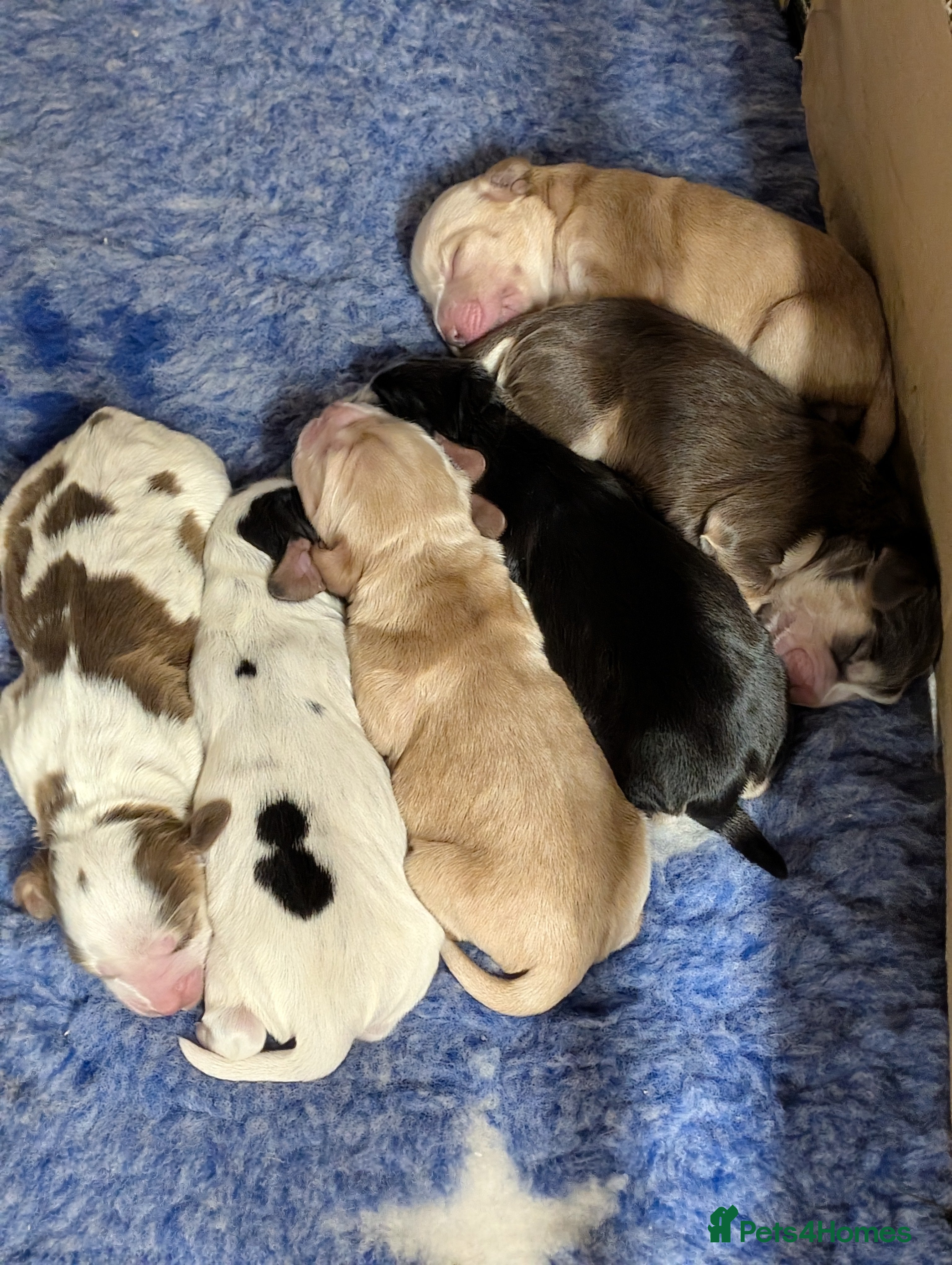 Cockapoo dogs Beautiful litter of cockerpoo x cocker puppies  - Advert 1