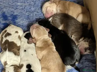 Cockapoo dogs Beautiful litter of cockerpoo x cocker puppies - Advert 1