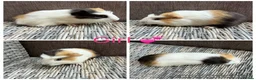 Guinea Pig rodents for sale: Male & Female piggies looking for new laps - Advert 26