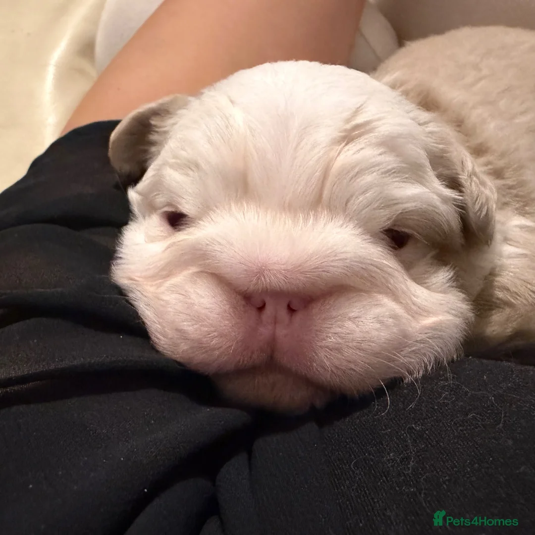 French Bulldog dogs for sale: Two caramel pink husky frenchies  - Advert 2