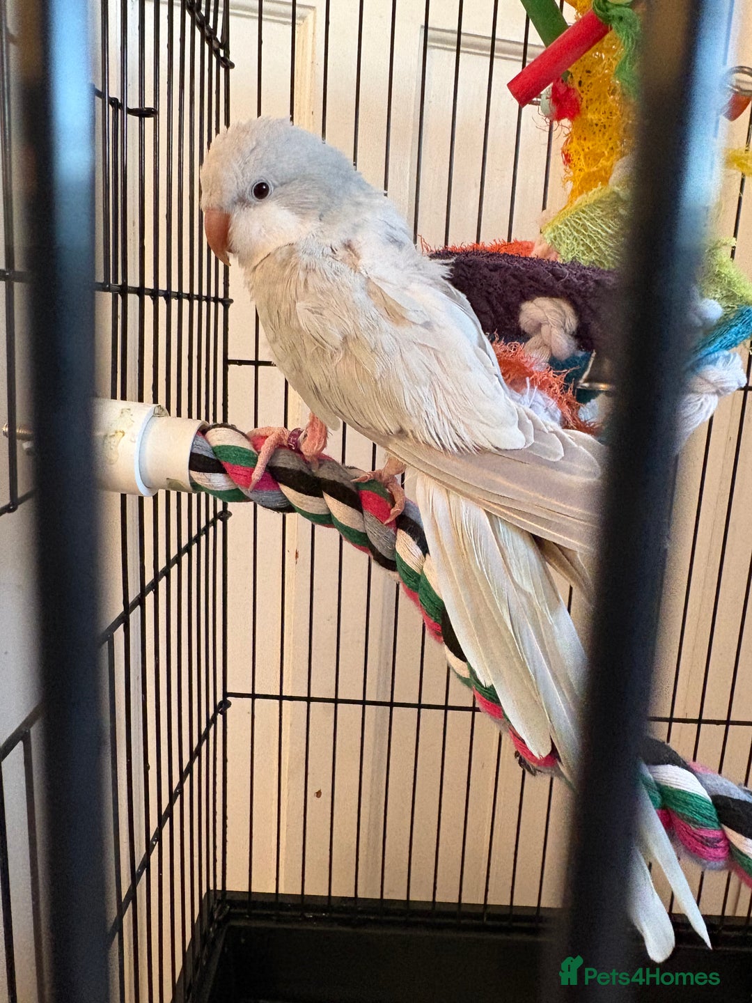 Parrots birds for sale: Blue crossover Quaker - Advert 2