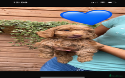 Cockapoo dogs for sale: Cockapoo puppies  - Image 13