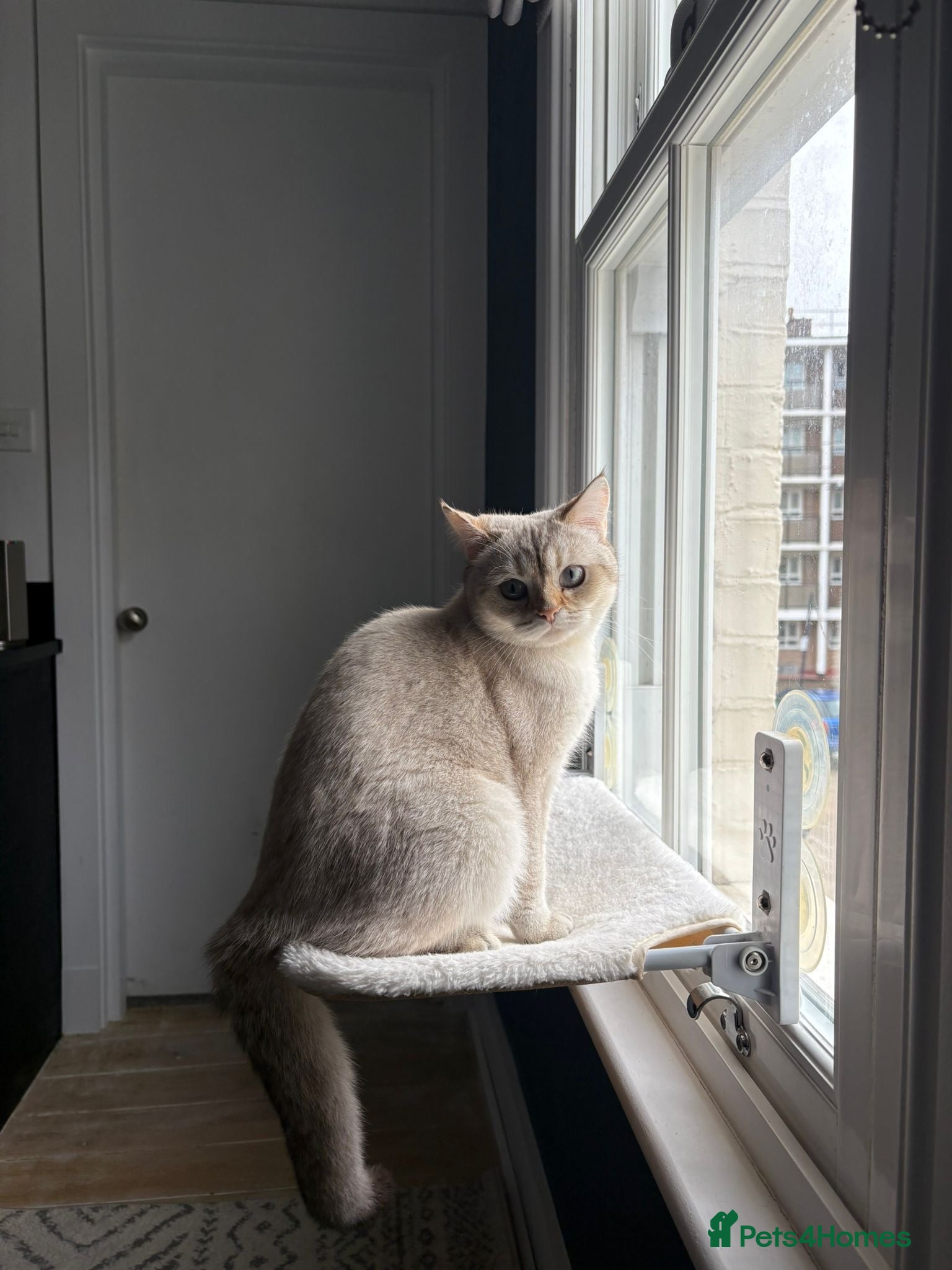 Scottish Fold cats 10 months old beautiful scottish straight - Advert 2