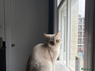 Scottish Fold cats 10 months old beautiful scottish straight - Advert 1