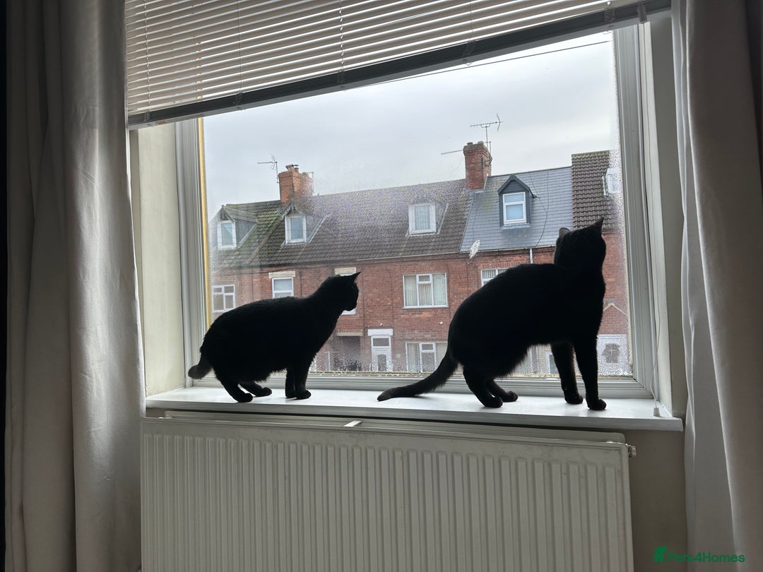 Domestic Shorthair cats for sale: Indi & Callie - Advert 4