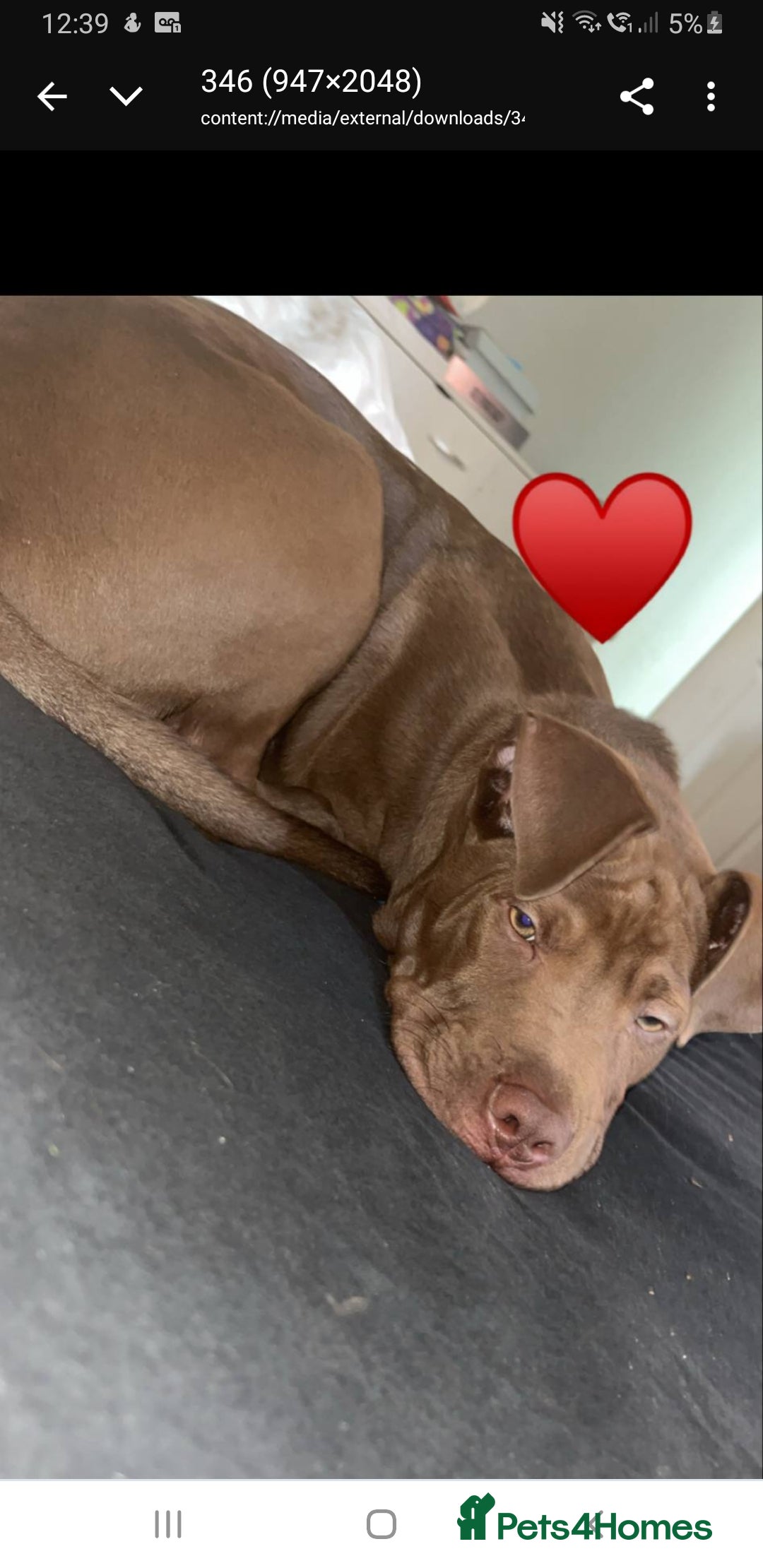 Mixed Breed dogs Handsome Ceaser 9months old - Advert 1