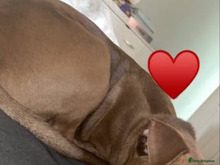 Mixed Breed dogs Handsome Ceaser 9months old - Advert 3