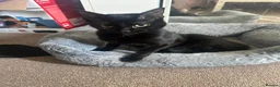 Mixed Breed cats for sale: 3 beautiful kittens  in Stafford - Advert 9