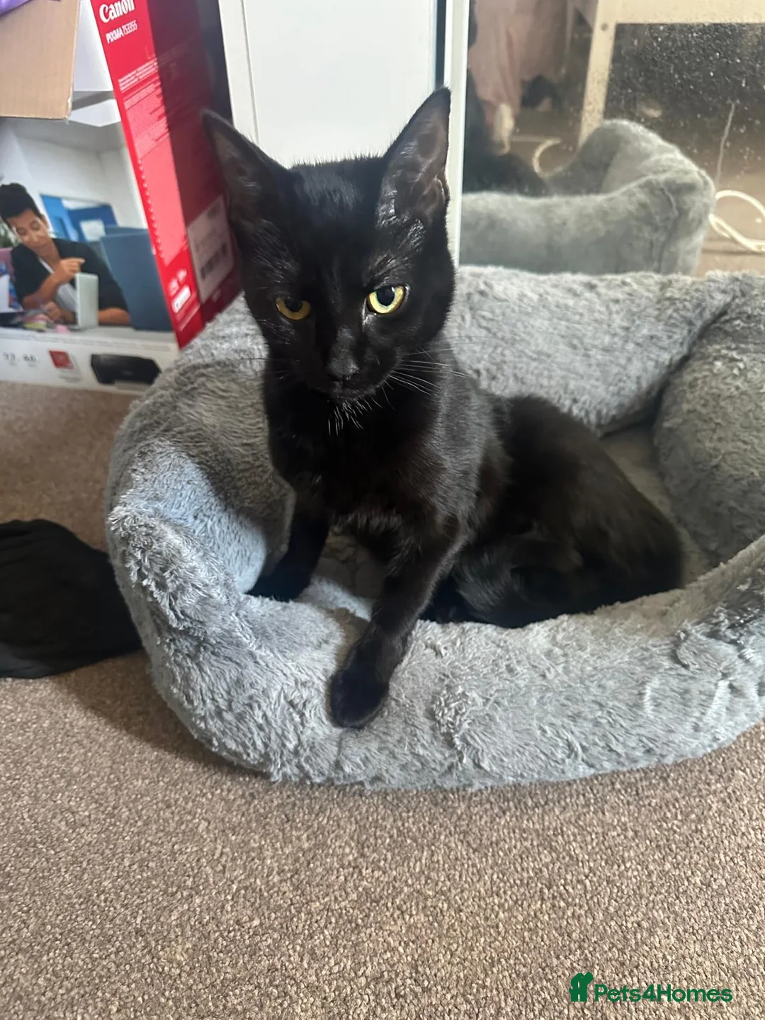 Mixed Breed cats for sale: 3 beautiful kittens  in Stafford - Advert 9