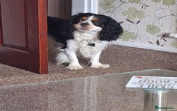 Cavalier King Charles Spaniel dogs for stud: Tri colour stud dog  - Image 3