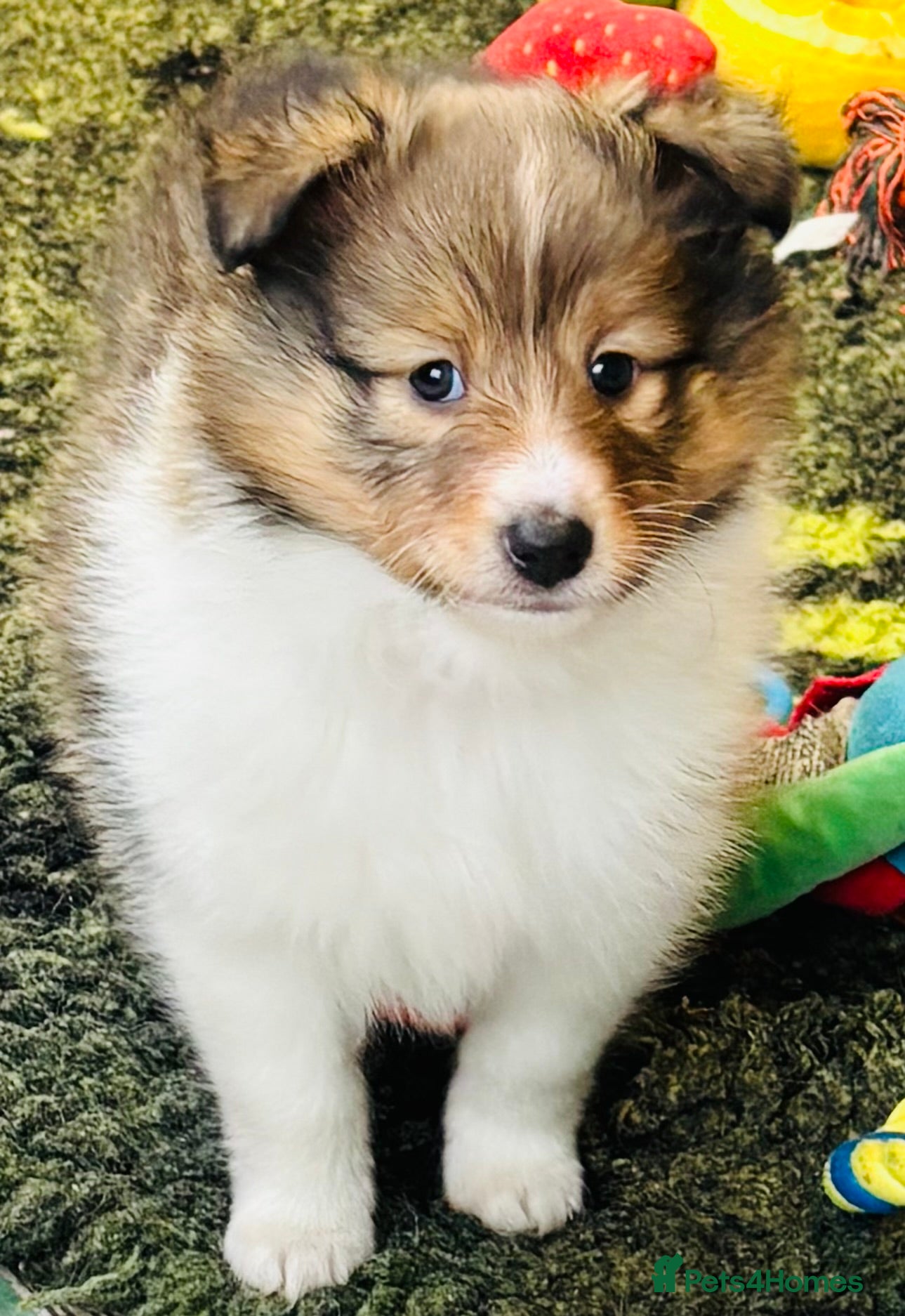 Shetland Sheepdog dogs Beautiful sable Shetland sheepdog puppies  - Advert 2