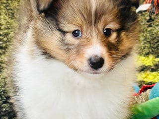 Shetland Sheepdog dogs Beautiful sable Shetland sheepdog puppies - Advert 2