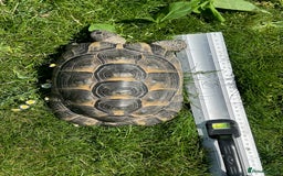 Tortoise reptiles for sale: Spur-Thighed (testudo graeca) tortoises  in Bexleyheath - Image 6