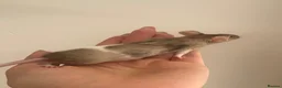 Mouse rodents for sale: Fancy mice for homes  - Advert 5