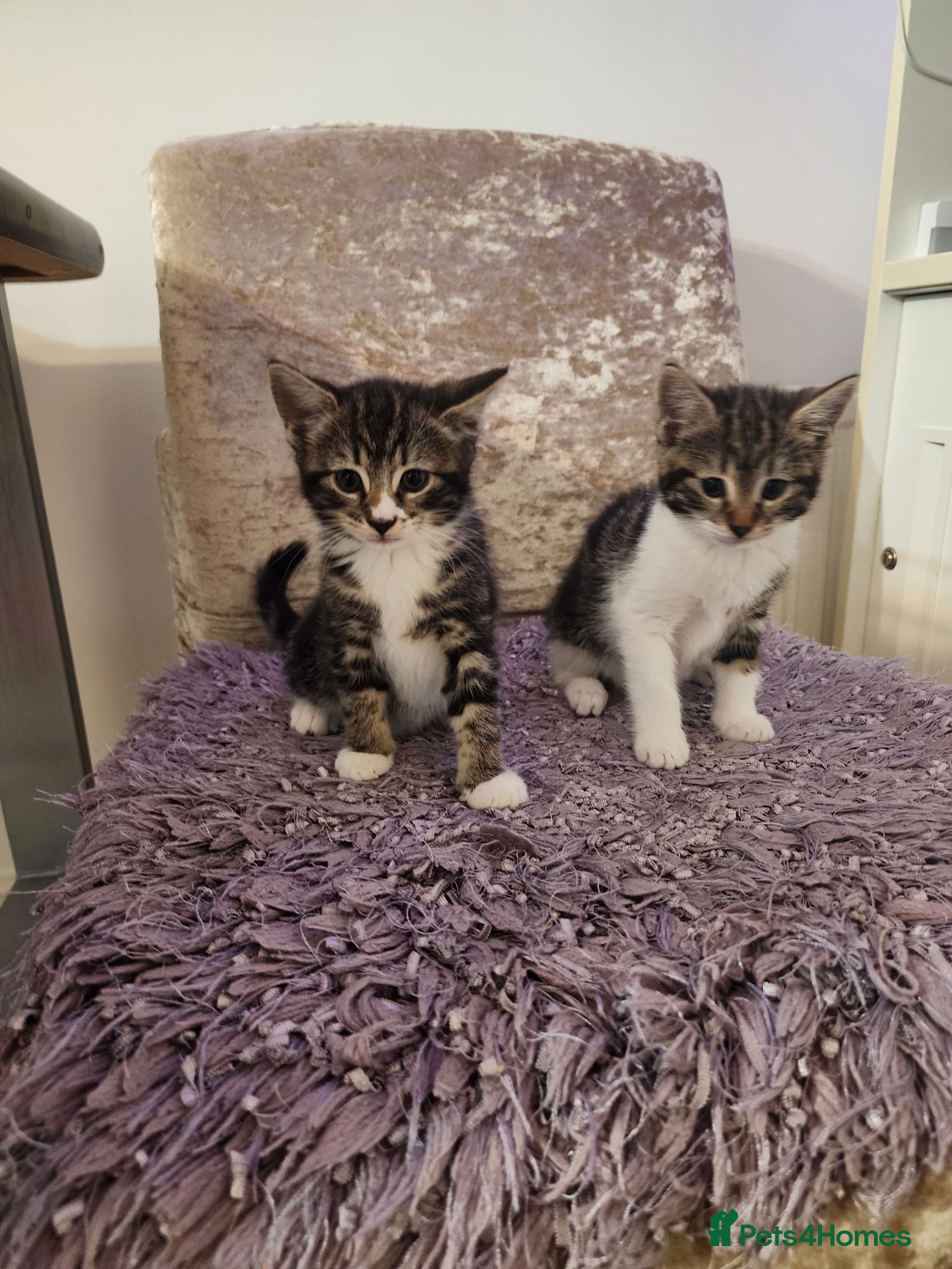 Mixed Breed cats Two adorable female tabby kittens for sale - Advert 1