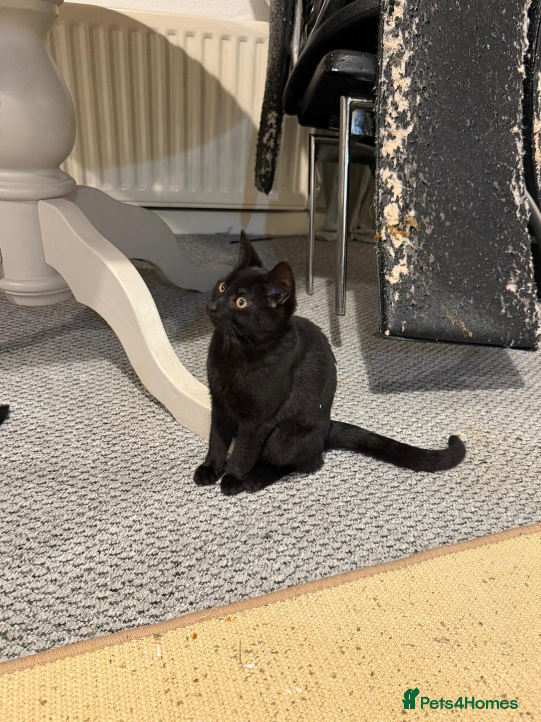 Mixed Breed cats for sale: Fabulous kittens 4months old x2  - Advert 4