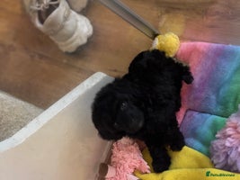 Miniature Poodle dogs - Advert 16
