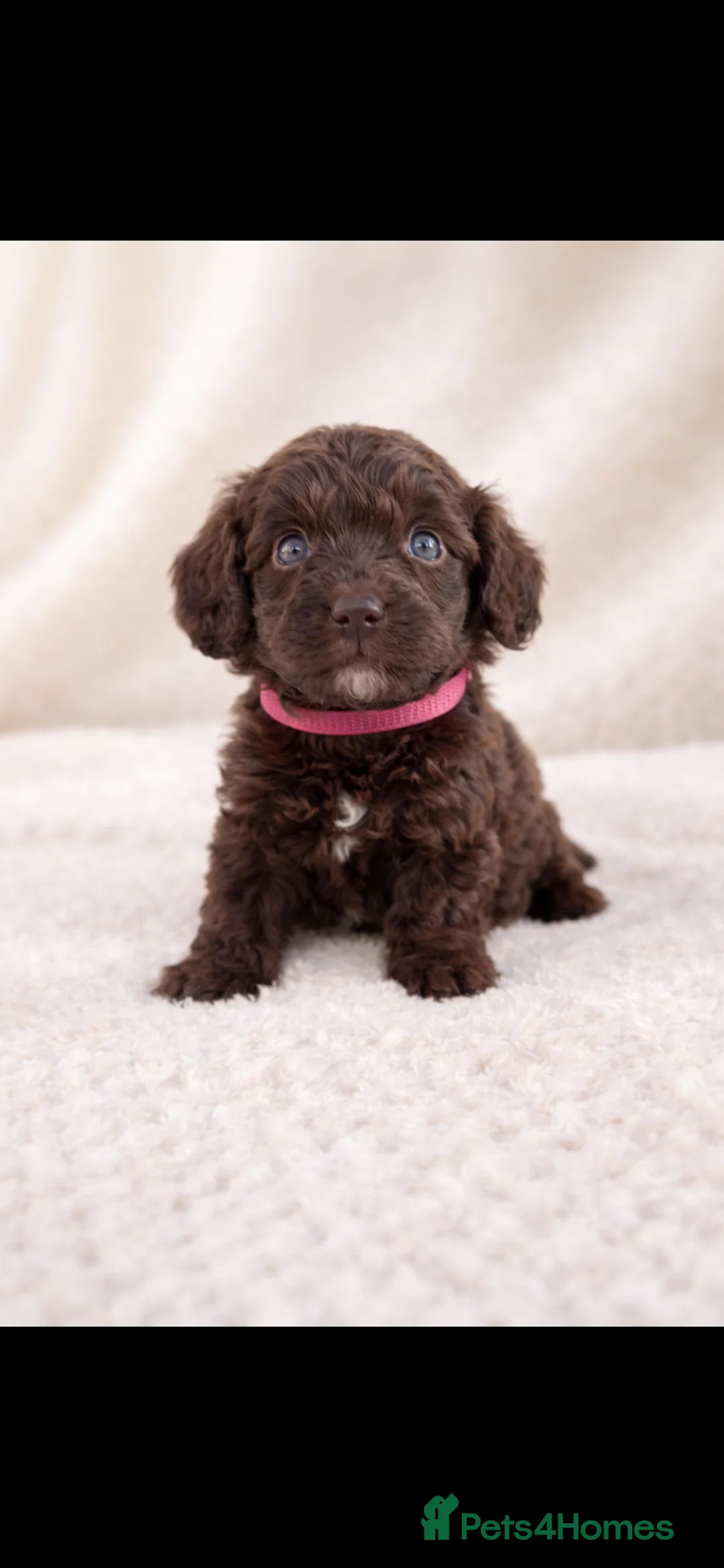 Cockapoo dogs for sale: 🐶 Beautiful Chocolate Cockapoo Puppies  - Advert 4