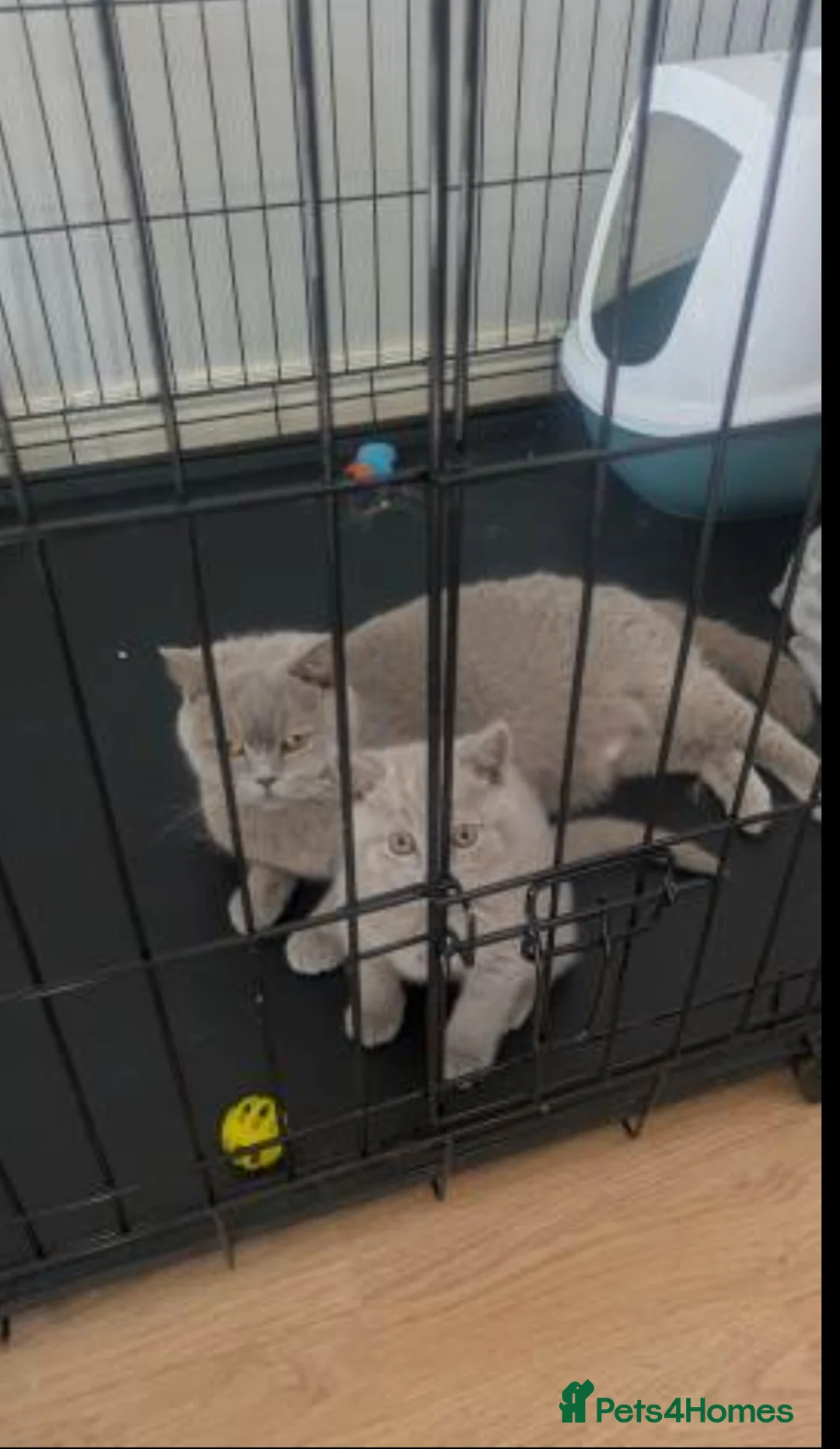 British Shorthair cats for sale: Adorable Silver British Shorthair Kitten for sale  in Dereham - Advert 2
