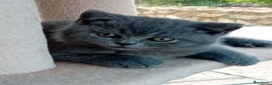 British Shorthair 3