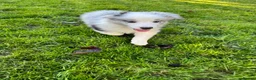 Border Collie dogs for sale: Kennel Club Reg Border Collie Puppies For Sale - Advert 15
