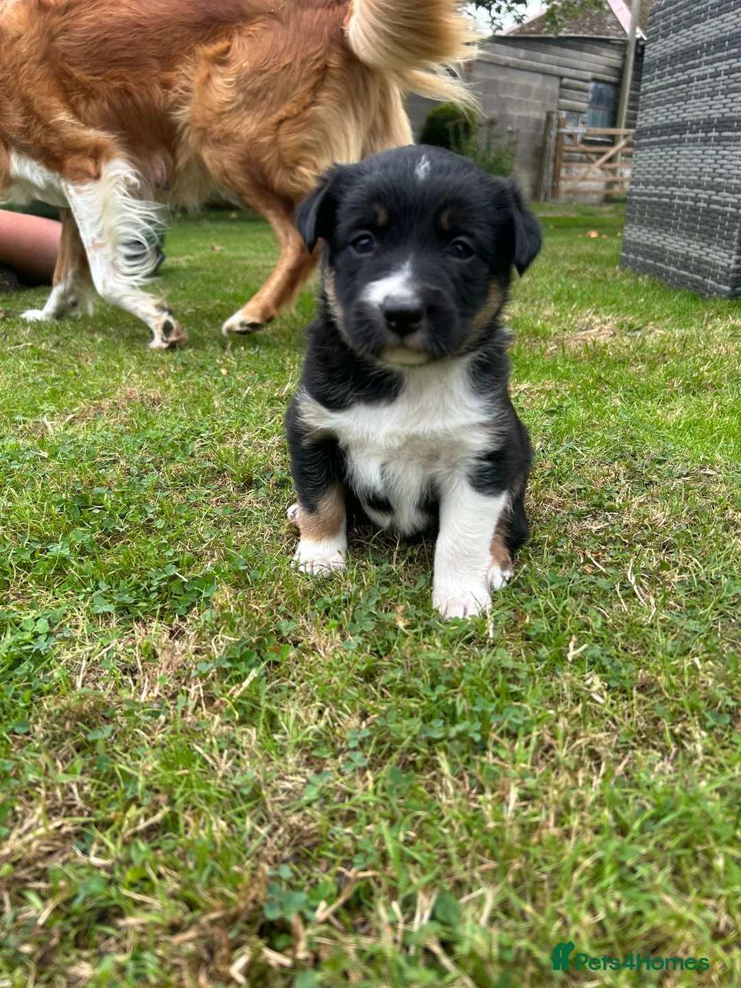 Border Collie dogs for sale: Striking Welsh Red & White Border Collies in Montgomery - Advert 21