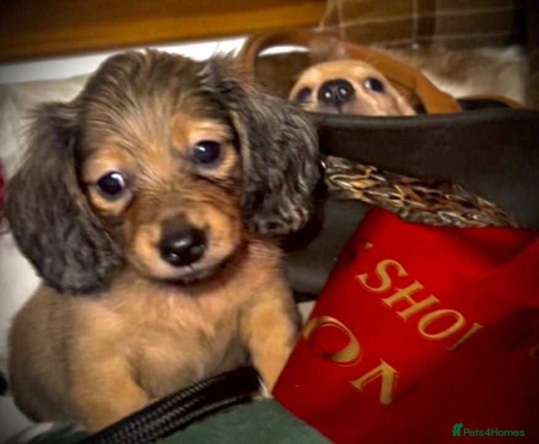 Miniature Dachshund dogs for sale: Pra clear mini smooth dachshund  - Image 5