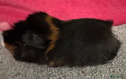 Guinea Pig rodents for sale: Guinea pig baby Tri colour Peruvian boar  - Image 1