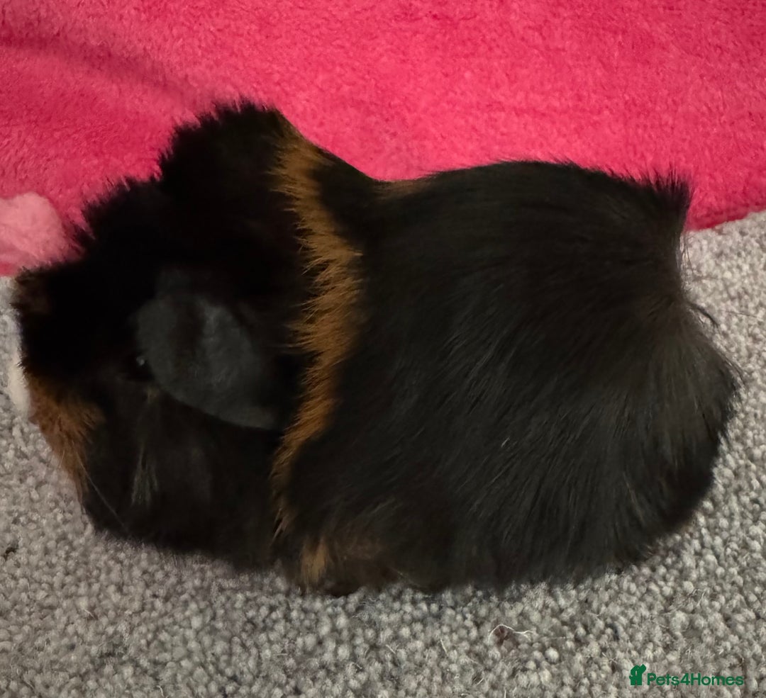 Guinea Pig rodents for sale: Guinea pig baby Tri colour Peruvian boar  - Image 1