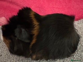 Guinea Pig rodents - Advert 20