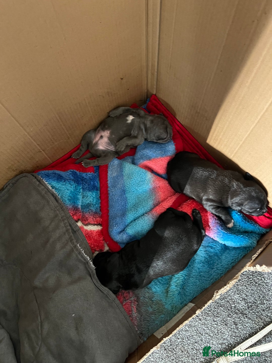 Staffordshire Bull Terrier dogs for sale: Champion kc VALGLO bloodline puppies for sale  - Image 1