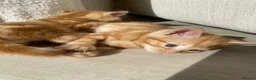 Domestic Shorthair cats for sale: Ginger Male Kitten  - Advert 6