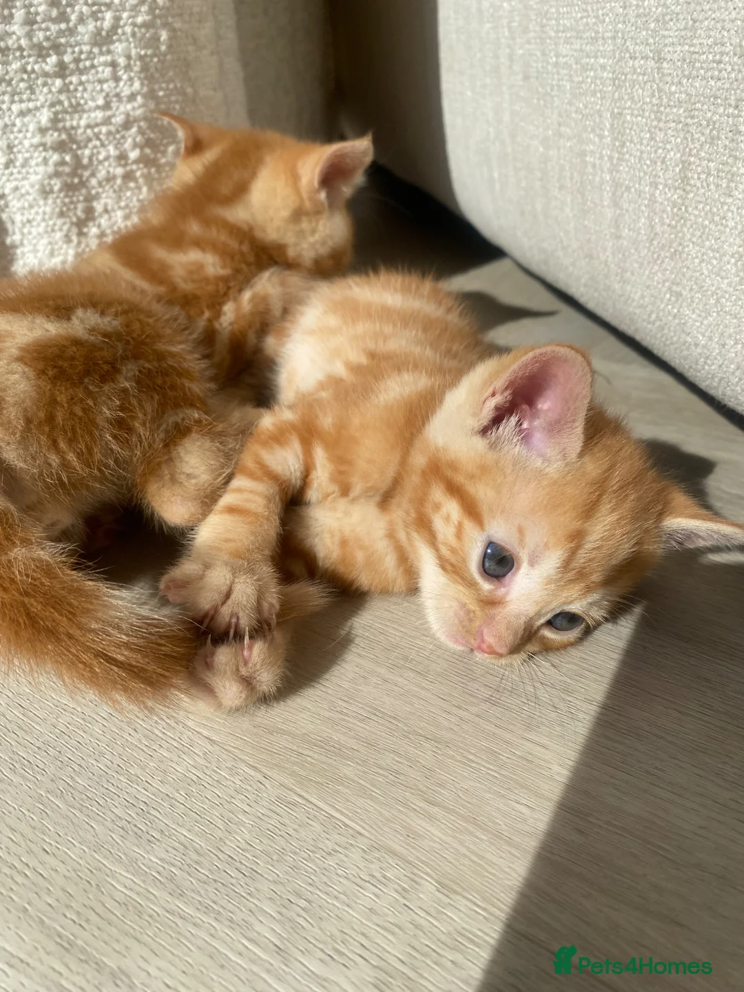 Domestic Shorthair cats for sale: Ginger Male Kitten  - Advert 6