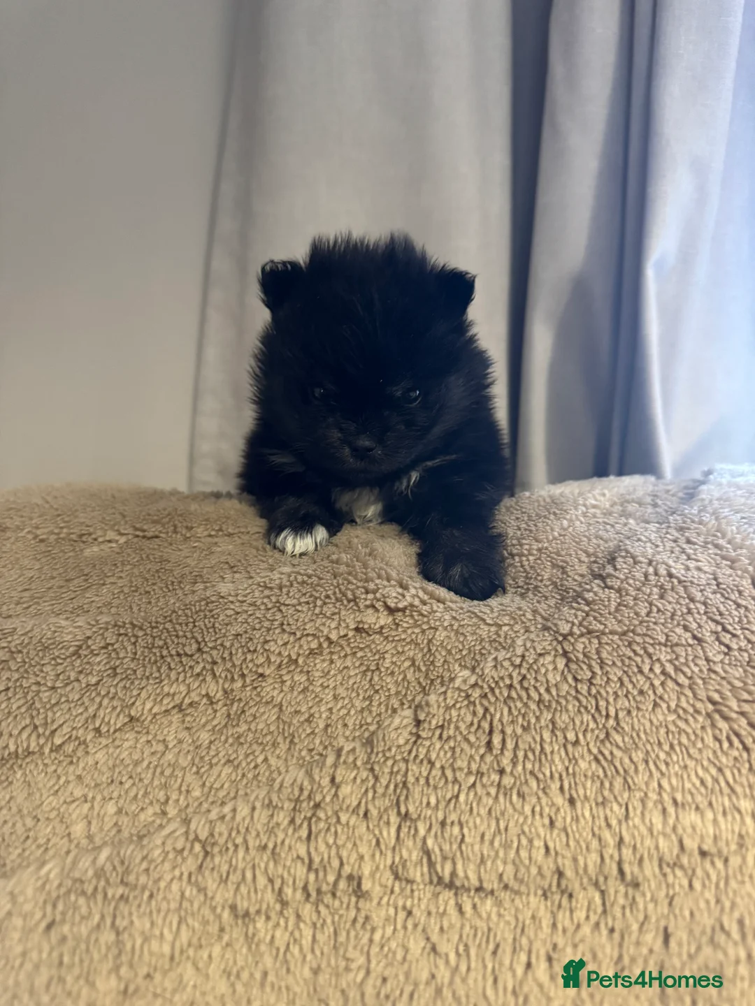 Pomeranian dogs for sale: 1 black and tan female - Advert 1