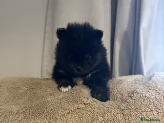 Pomeranian dogs 1 black and white chest female - Advert 4