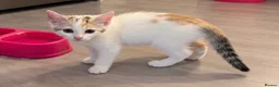 Mixed Breed cats for sale: My beautiful kittens are for sale - Advert 3
