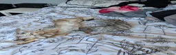 Bengal cats for sale: ☁️ BENAMESE KITTENS DUE AUGUST ☁️ - Advert 11