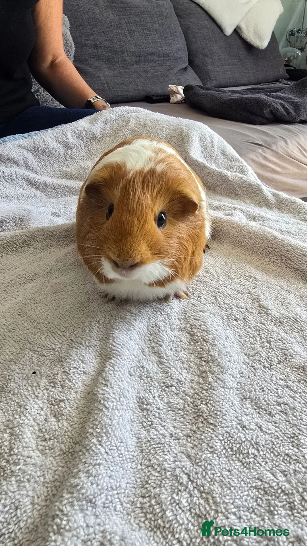Guinea Pig rodents for sale: 2 X Male Guniea Pigs in London - Advert 2