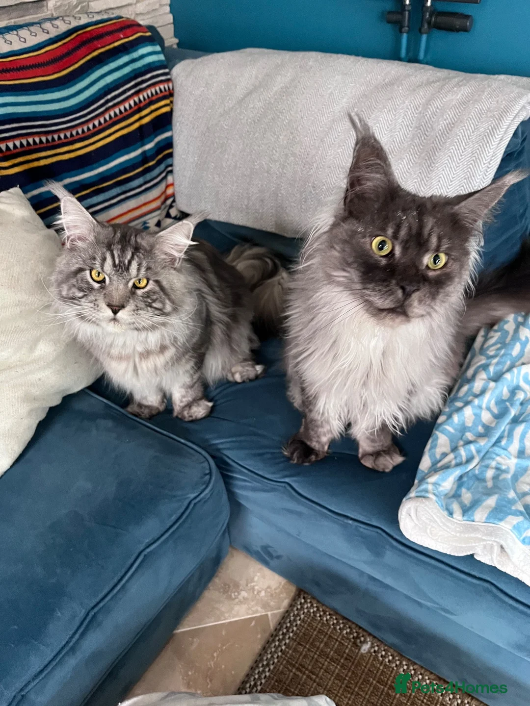 Maine Coon cats for sale: Black smoke Maine Coon  - Advert 3