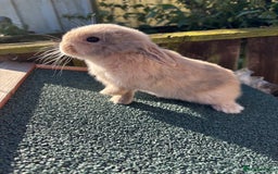 Mini Lop rabbits for sale: Beautiful mini lops - Image 7