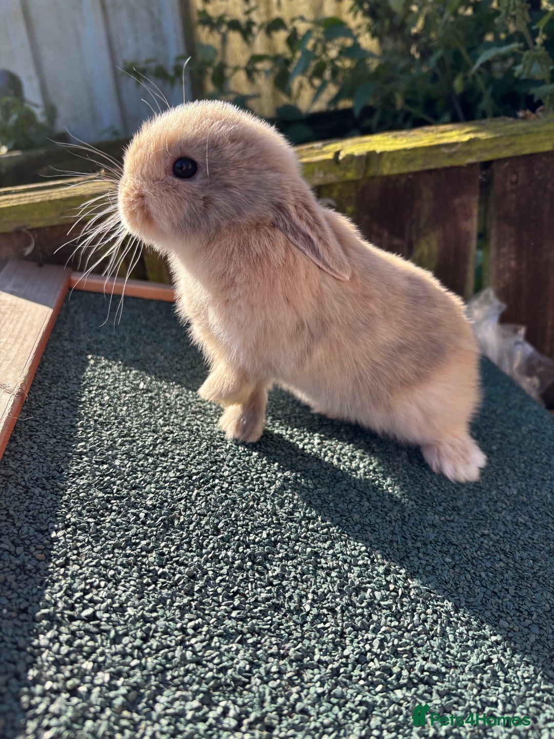 Mini Lop rabbits for sale: Beautiful mini lops - Image 7