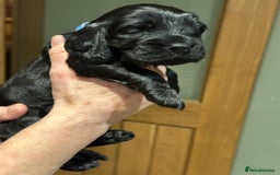 Cockalier dogs for sale: Gorgeous chunky Cockalier pupuchinos - Image 20