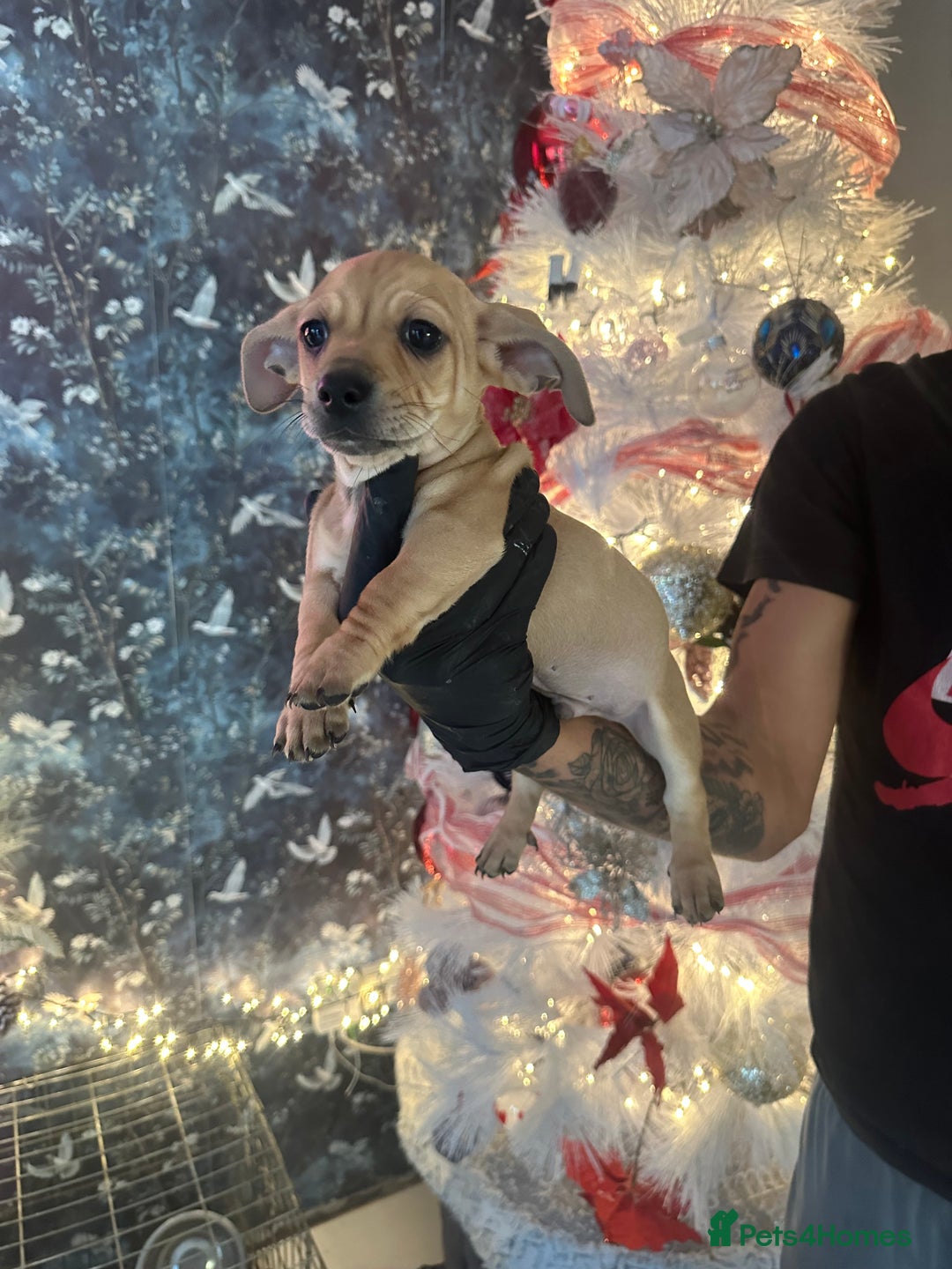 Mixed Breed dogs for sale: Chiwennie puppies  - Advert 1