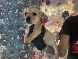 Mixed Breed dogs Chiwennie puppies - Advert 21