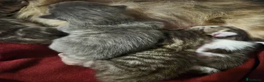 Baby grey one 