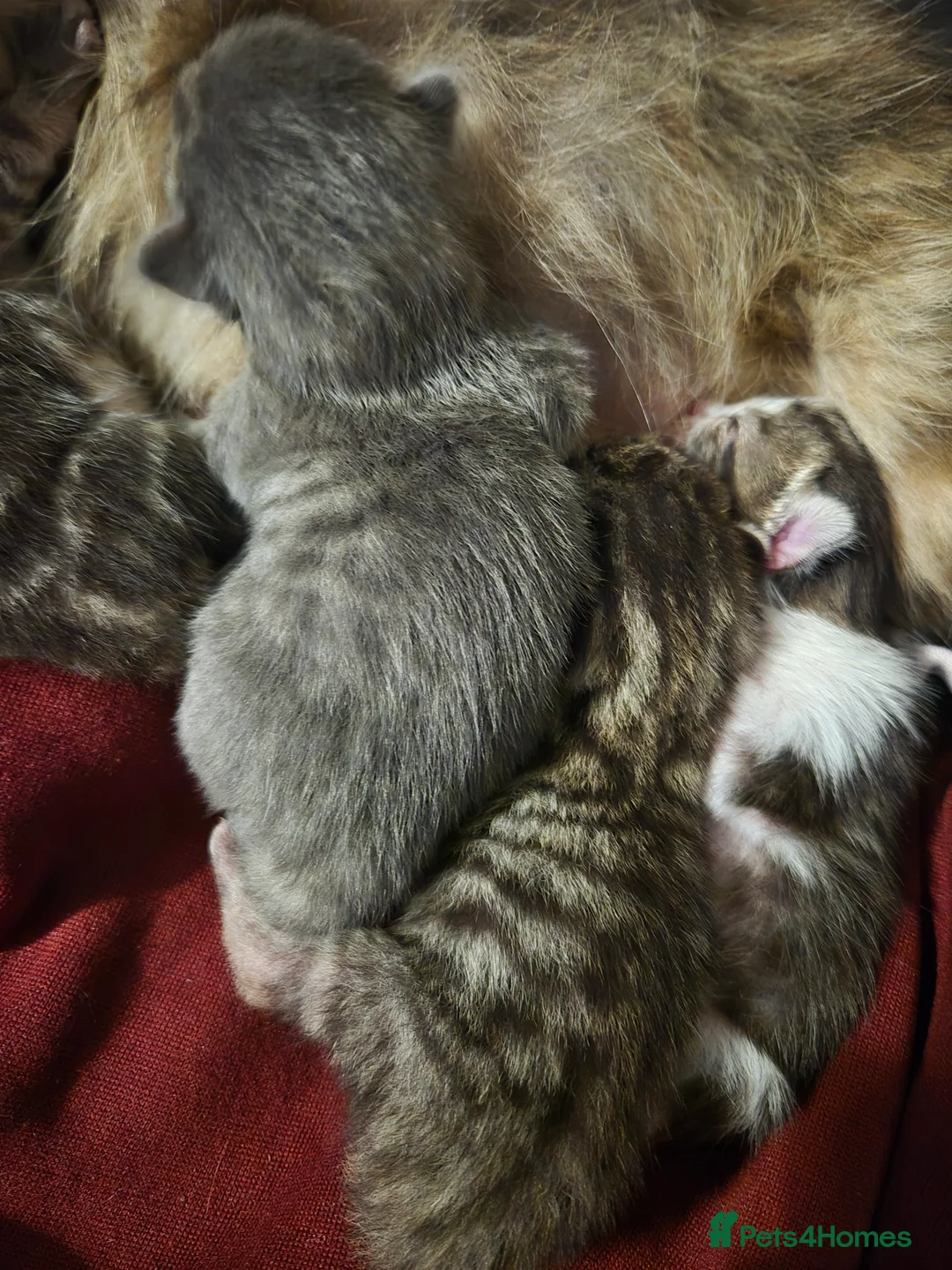Mixed Breed cats for sale: Kittens for sale - Advert 4