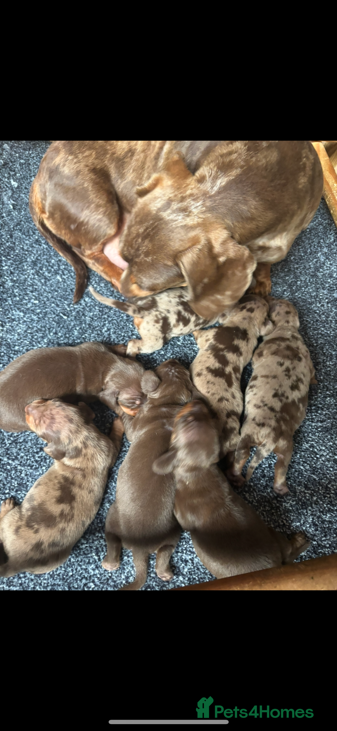 Dachshund dogs for sale: Miniature smooth coat dachshunds  - Image 10