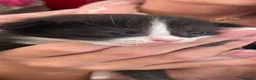 Mixed Breed cats for sale: Siamese snowshoe mixed kittens  - Advert 2