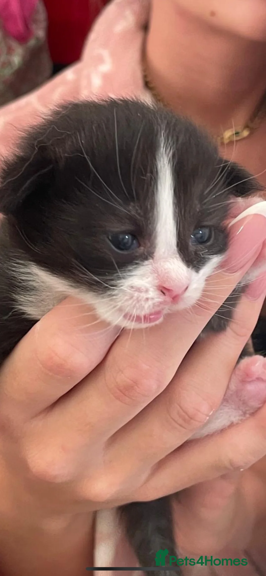 Mixed Breed cats for sale: Siamese snowshoe mixed kittens  - Advert 2